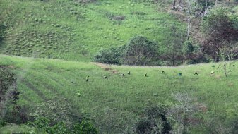 Critical Land Rehabilitation in the Upper River Area of the Riam Kanan Reservoir